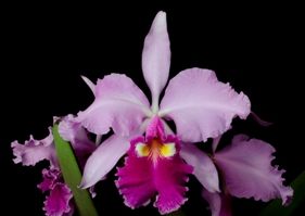 Cattleya warscewiczii Kimberly Burzell HCC/AOS 78 pts.